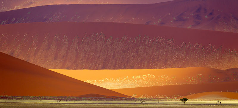 Sand Dunes Damib Naukluft 2011